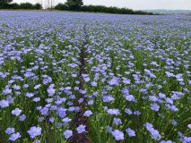 Premium Crops Limited