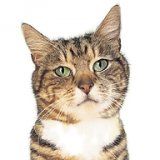 Purley Cattery logo