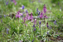 Staffordshire Wildlife Trust Limited