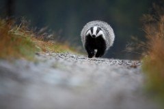 The National Federation Of Badger Groups logo