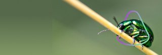 Royal Entomological Society