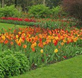 Bloms Bulbs Limited