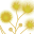 The Acacia