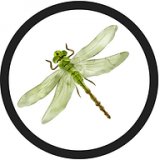 The Merry Harriers logo