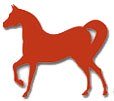 The Arabian Saddle Co.