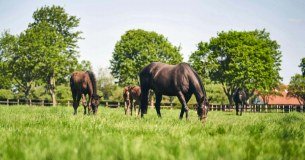 The National Stud logo