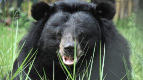 Animals Asia Foundation