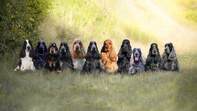 European Spaniel Association logo