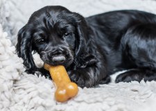 Nylabone T F H Publications logo