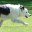 Collie Internet Consultants logo