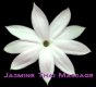 Jasmine Thai Massage (Leeds)