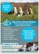 Mystic Pawz Dog Walking Service logo