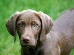 Dog Walking (Cannock)