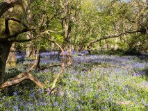Cpre-the Hertfordshire Society