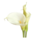Capital Dental Administration Limited