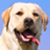 Foxrush Labradors logo