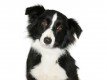 Smart Hounds Dog Training & Behaviour Consultation logo