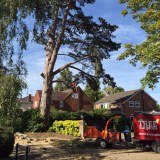 South East Tree Surgeons logo