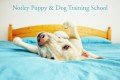 Notley Puppy And Dog Training School