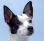 Canine Potential logo