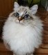 Addocats Siberian And Neva Masquerade Cats And Kittens logo