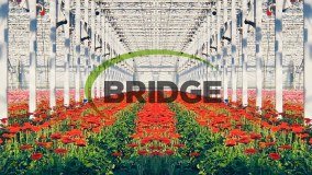 Bridge Greenhouses Limited logo