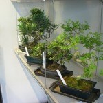 Bonsai-ko