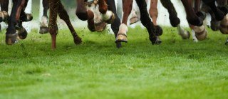 Down Royal Corporation Of Horse Breeders logo