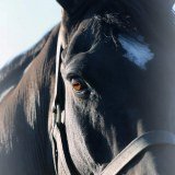 Diamond Equine Services