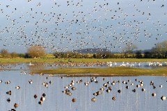 Wildfowl & Wetland Trust logo