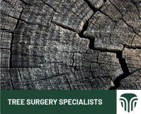Acorn Tree Surgery Limited logo