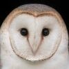Barn Owl Trust logo