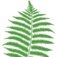 Carroll / Maureen logo
