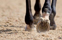 Equestrian Surfaces