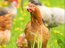 Farmyard Chicken logo