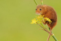 Worcestershire Wildlife Trust logo