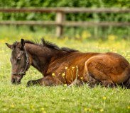 Foran Equine Products logo