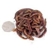 Worms Direct (UK) logo