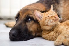 Greenway Veterinary Acupuncture