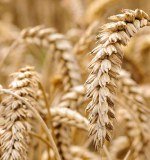 Hampshire Arable Systems