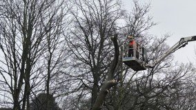 Yorkshire Tree Contractors