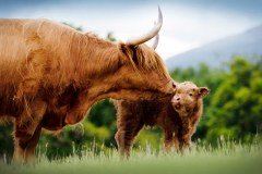 Highland Cattle Society logo