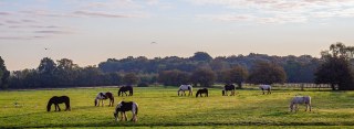 Hopefield Horse Sanctuary logo