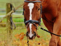 Ealing Riding School logo