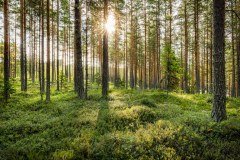 Interforest Terminal London Limited