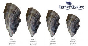 Jersey Oyster Co.