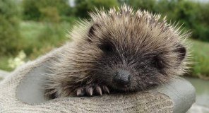 Brent Lodge Wildlife Hospital