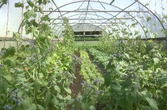 Macleod Organics