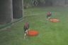 Specially trained Hawks are used for bird control