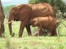 elephants